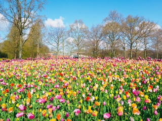 Beautiful tulips in spring Symbol of the country of the Netherlands