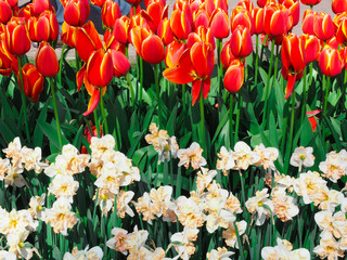 Obraz premium Beautiful tulips in spring Symbol of the country of the Netherlands