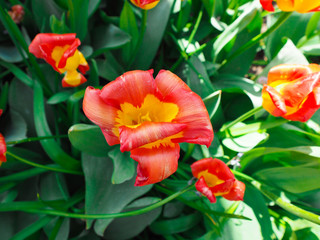 Beautiful tulips in spring Symbol of the country of the Netherlands