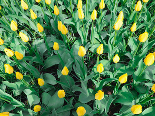 Beautiful tulips in spring Symbol of the country of the Netherlands