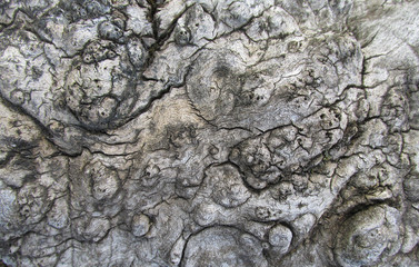 The structure of the wood of the old stump. Natural background