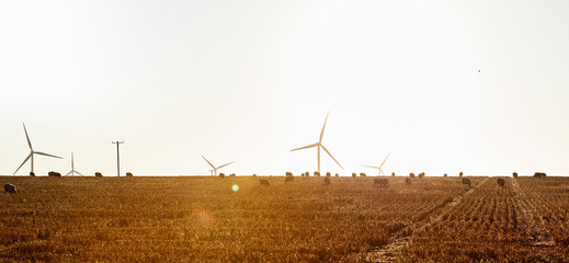 A flock of sheep grazing on a drought affected grass hill with a wind farm turbines in the...