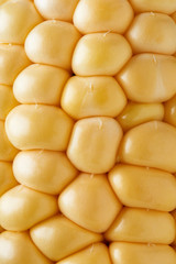 close up of vibrant yellow kernels on a cob of corn.