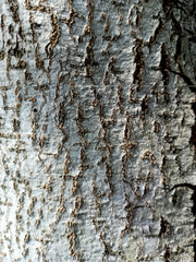 Bark surface. Wood texture.