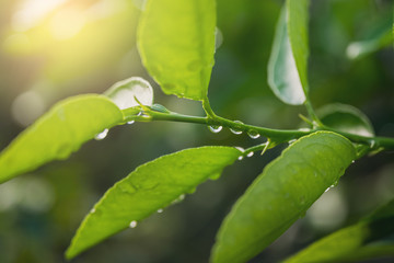 Closeup Drops of water on green leaf after rain, the nature view in the garden at summer.