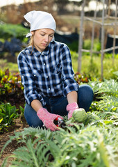 Girl cuts ripe artichokes with a pruner in the garden