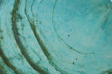 mother of pearl slice macro.natural sea shell . blue texture mother of pearl close up.  mother of...