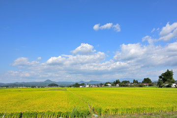 東北の稲作