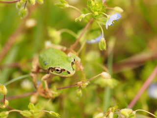 草の中の二ホンアマガエル