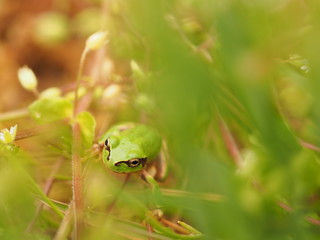 草の中の二ホンアマガエル