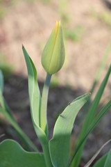  Tulips, spring flowers,  tulips are blooming