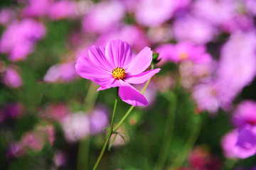 Background of beautiful pink cosmos