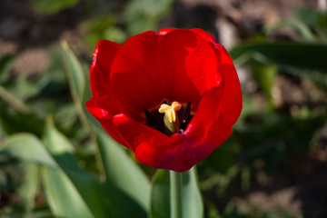  Tulips, spring flowers,  tulips are blooming