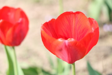  Tulips, spring flowers,  tulips are blooming