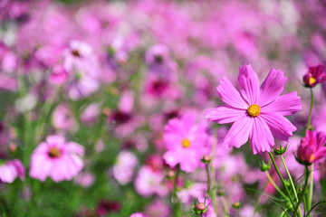 Obraz premium Background of beautiful pink cosmos