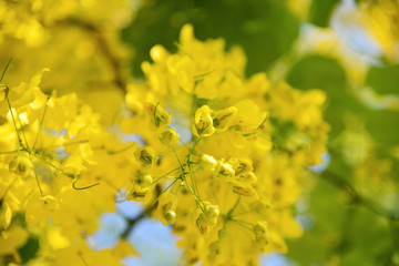 Cassia fistula, golden shower tree or Ratchaphruek in Thailand