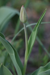 Obraz premium Tulips, spring flowers, tulips are blooming