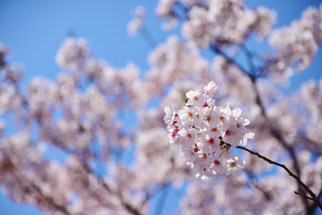 Beautiful pink cherry blossom or Sakura