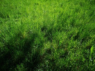 frisches saftiges Gras im Frühling