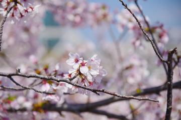 Beautiful pink cherry blossom or Sakura