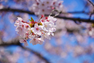 Beautiful pink cherry blossom or Sakura