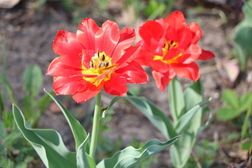  Tulips, spring flowers,  tulips are blooming
