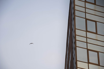 Bird flying besides giant building