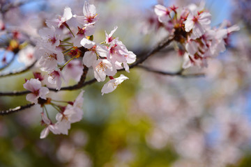 Beautiful pink cherry blossom or Sakura