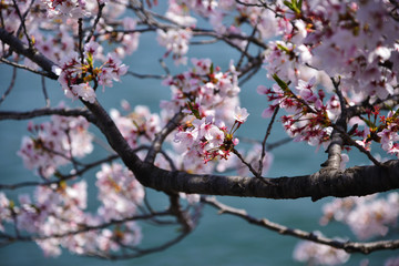 Fototapeta na wymiar Beautiful pink cherry blossom or Sakura