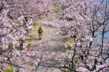 Cherry blossoms Sakuranomiya park, Osaka, Japan