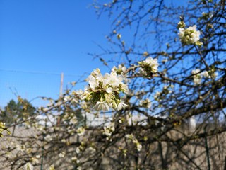 Kirschblüte