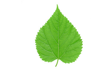 fresh green leaf isolated on white background