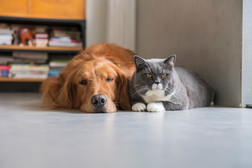 British shorthair and golden retriever friendly