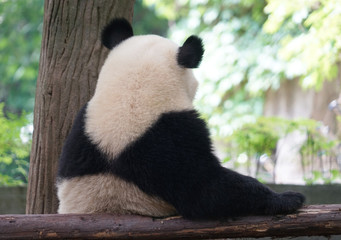 close up on back of the giant panda