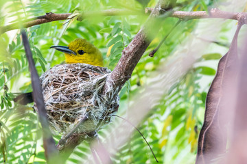Common Iora (Juvenile)-little yellow bird hatching