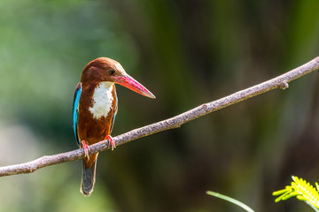 White-throated kingfisher (Halcyon smyrnensis) perched