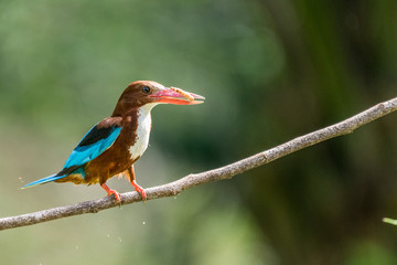 White-throated kingfisher (Halcyon smyrnensis) perched and eating