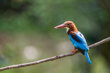 Obraz premium White-throated kingfisher (Halcyon smyrnensis) perched