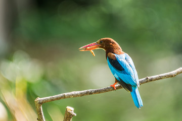 White-throated kingfisher (Halcyon smyrnensis) perched and eating