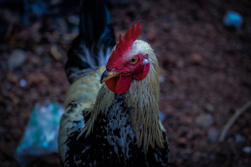 Hen