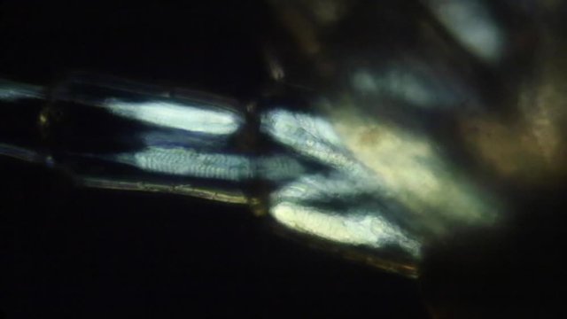 Amphipod circulation at 100x with hemolymph flow.