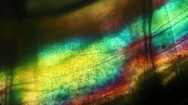 Amphipod circulation at 100x with hemolymph flow.