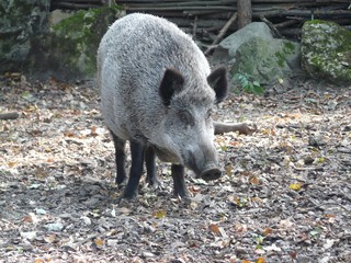 Wild boar in the forest © JAN