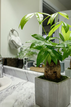 A "Money Tree" plant (Pachira Aquatica) is displayed on the counter in a bathroom. A mirror reflection is in view. This plant is a tropical wetland tree native to Central and South American swamps.