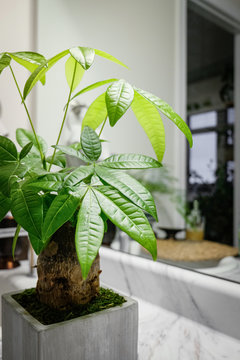 A "Money Tree" plant (Pachira Aquatica) is displayed on the counter in a bathroom. A mirror reflection is in view. This plant is a tropical wetland tree native to Central and South American swamps.
