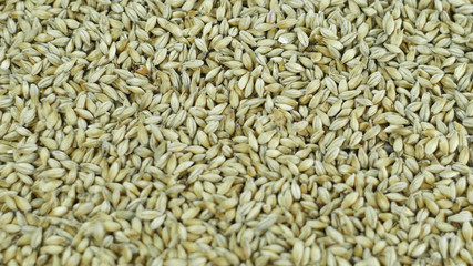 Background of malt and barley for making craft beer or whiskey. The concept of healthy ingredients