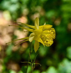 LBJWildFlowerCenterFlower2