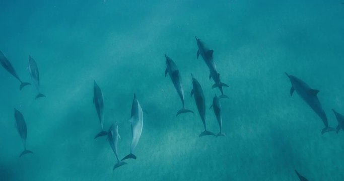 Group of dolphins swimming together through pristine blue ocean water in slow motion, amazing underwater wildlife