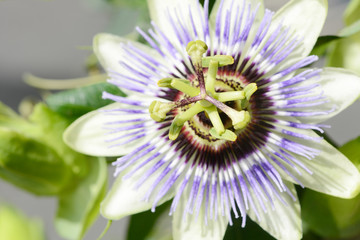 blue passionflower in the nature