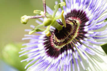 blue passionflower in the nature